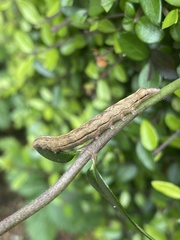 Noctua fimbriata