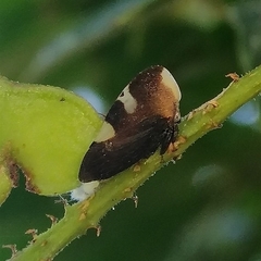 Membracis caquetensis