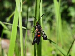 Synanthedon culiciformis