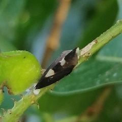 Membracis caquetensis