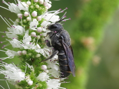 Stelis punctulatissima
