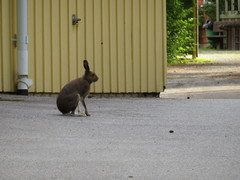 Lepus timidus