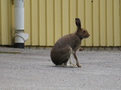 Lepus timidus