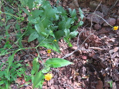 Lasianthaea podocephala