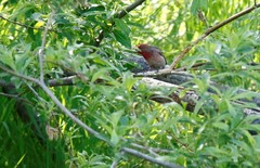 Carpodacus erythrinus grebnitskii