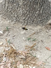 Megascolia maculata flavifrons