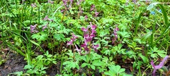 Corydalis caucasica