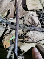 Microhylinae