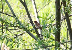 Carpodacus erythrinus grebnitskii