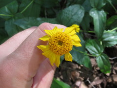 Lasianthaea podocephala