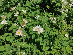 Rosa