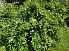 Rosa