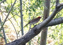 Carpodacus erythrinus grebnitskii