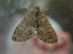 Hydriomena impluviata