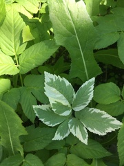 Aegopodium podagraria