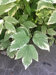 Aegopodium podagraria