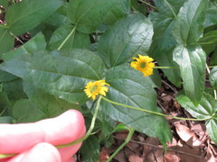 Lasianthaea podocephala