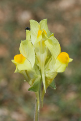 Linaria hirta