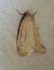 Photedes minima