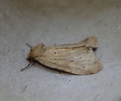 Photedes minima