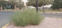 Caroxylon imbricatum