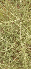 Caroxylon imbricatum