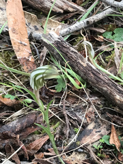 Pterostylis alata