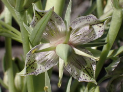 Frasera speciosa