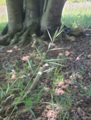 Bromus erectus