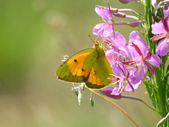 Colias myrmidone