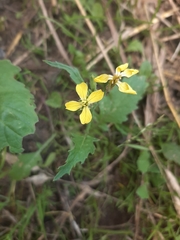 Raphanus raphanistrum
