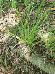 Bromus erectus