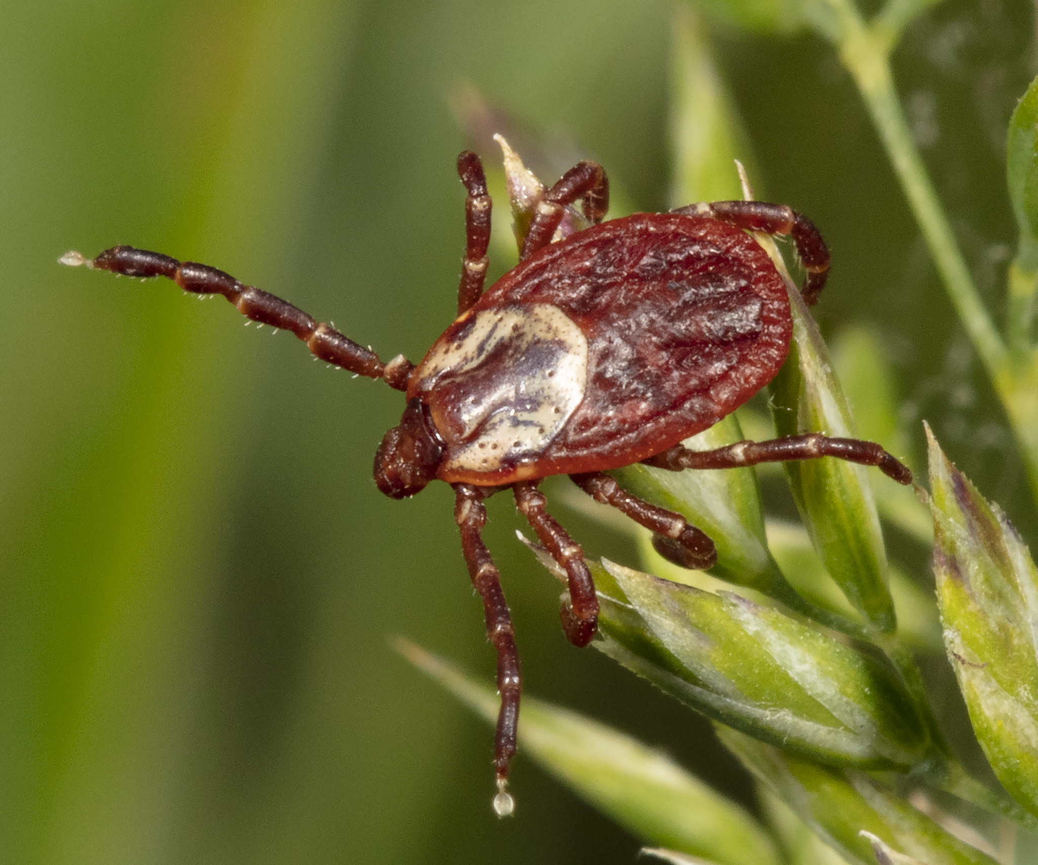 American Dog Tick Dermacentor Variabilis Or The American Dog Tick American Dog Tick Dermacentor Variabilis Or The American Dog Tick