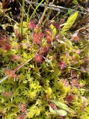 Drosera rotundifolia image