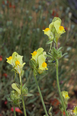 Linaria hirta