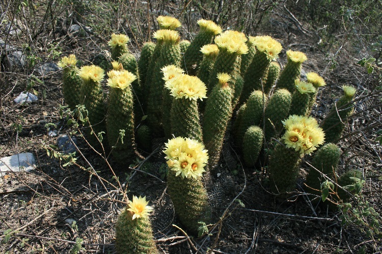 Coryphantha erecta