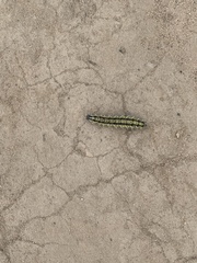 Callimorpha dominula