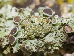 Tremella christiansenii