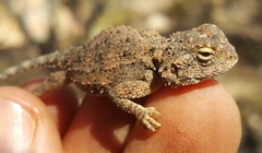 Agama aculeata distanti
