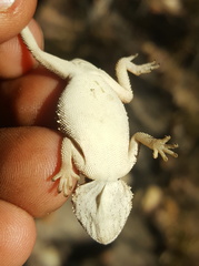 Agama aculeata distanti