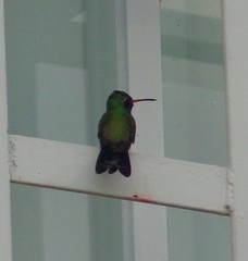 Cynanthus latirostris