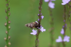 Copestylum tamaulipanum