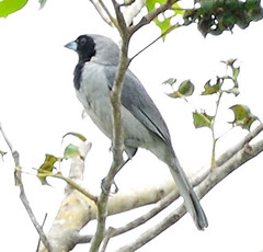 Schistochlamys melanopis