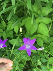 Campanula patula
