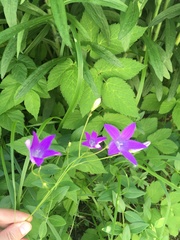 Campanula patula