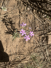 Phlox woodhousei