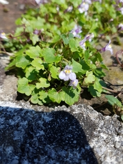 Cymbalaria muralis