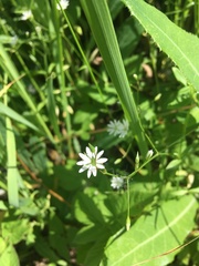 Stellaria graminea