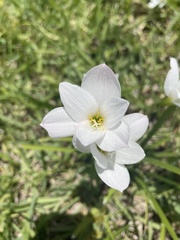 Zephyranthes drummondii