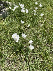 Zephyranthes drummondii